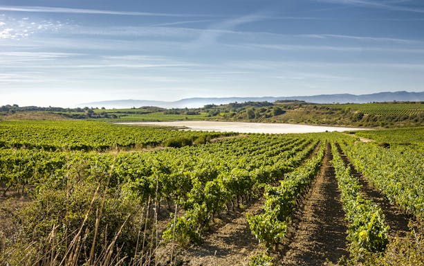 Vineyards in Rioja region under clear sky, part of wine tour from Bilbao.