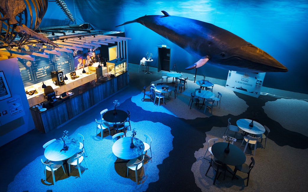 Whales Museum Iceland interior with whale model and cafe tables.