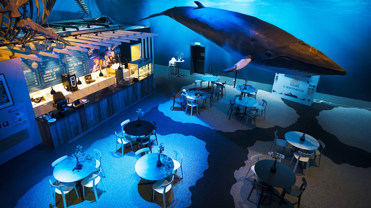 Timings of Whales of Iceland Museum