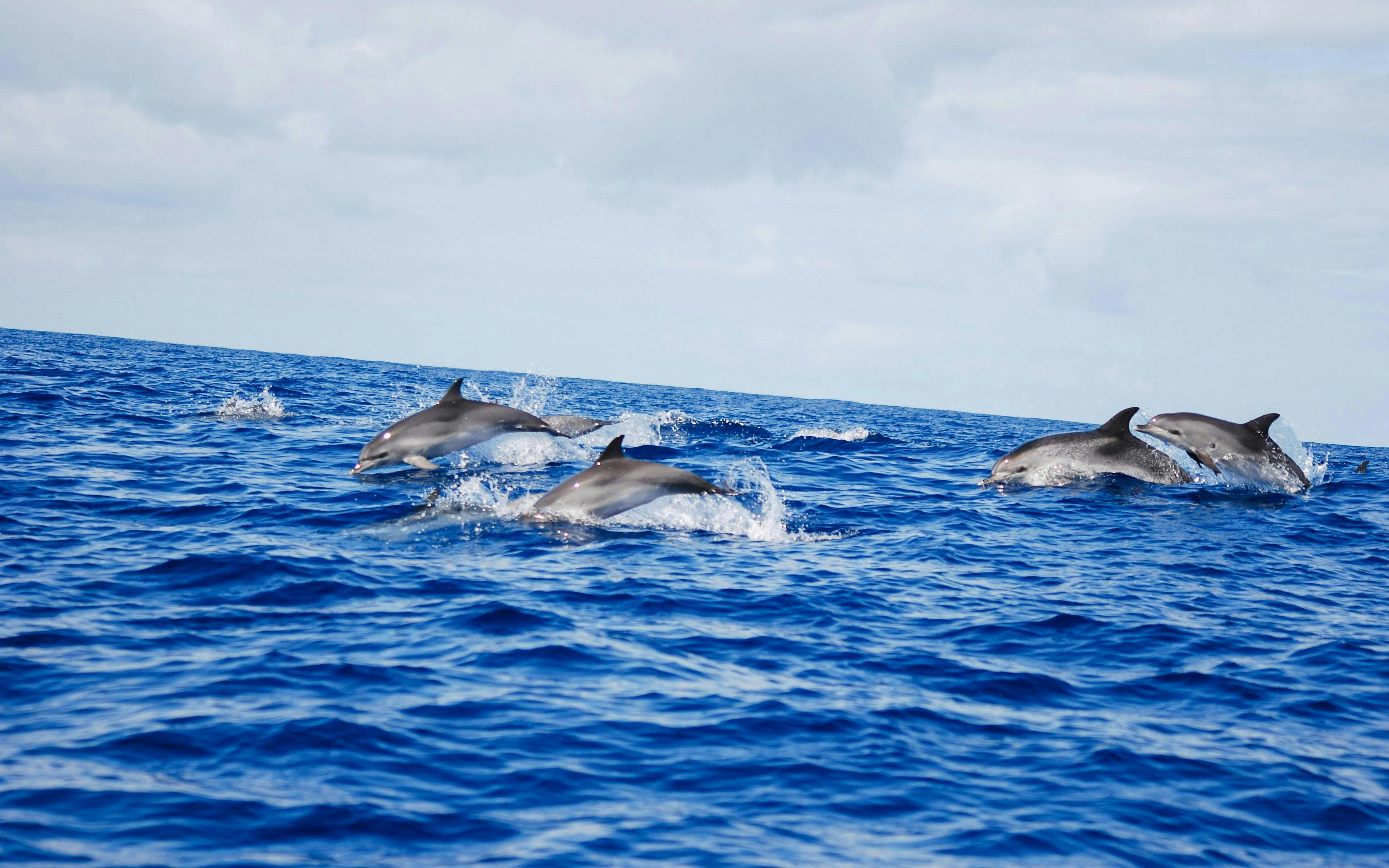 terceira: schwimmen mit den delfinen-5