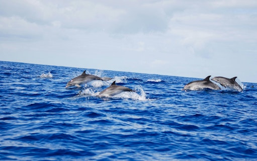terceira: schwimmen mit den delfinen-5