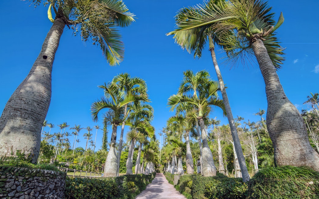 Pathway lined with tall palm trees at Southeast Botanical Gardens.