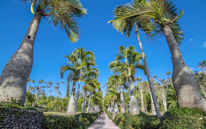 Pathway lined with tall palm trees at Southeast Botanical Gardens.
