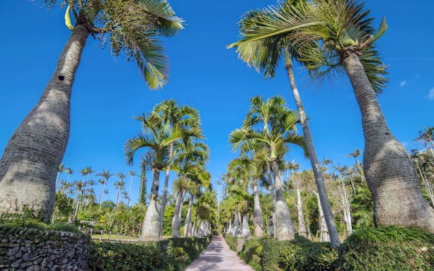 Pathway lined with tall palm trees at Southeast Botanical Gardens.