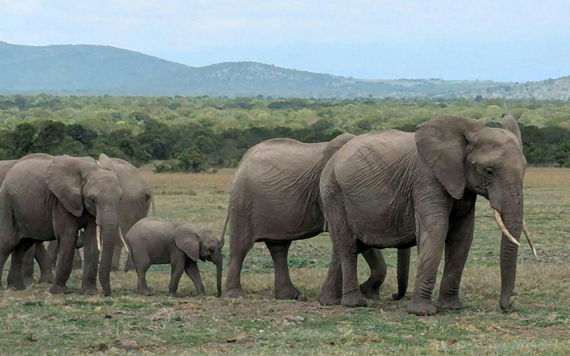 Elephants walking in Amboseli National Park during an overnight safari.