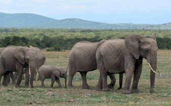 Elephants walking in Amboseli National Park during an overnight safari.