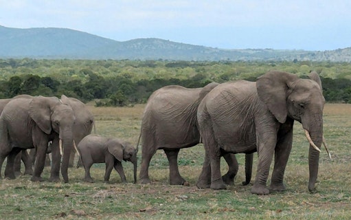 Elephants walking in Amboseli National Park during an overnight safari.