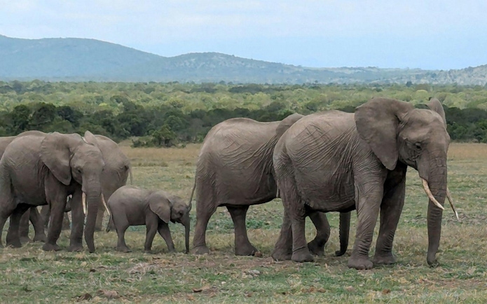 Elephants walking in Amboseli National Park during an overnight safari.