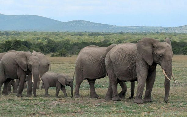 Elephants walking in Amboseli National Park during an overnight safari.