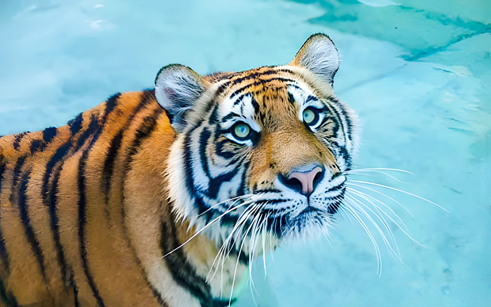 Adira the tiger lounging on Tiger Island at Dreamworld, Gold Coast.