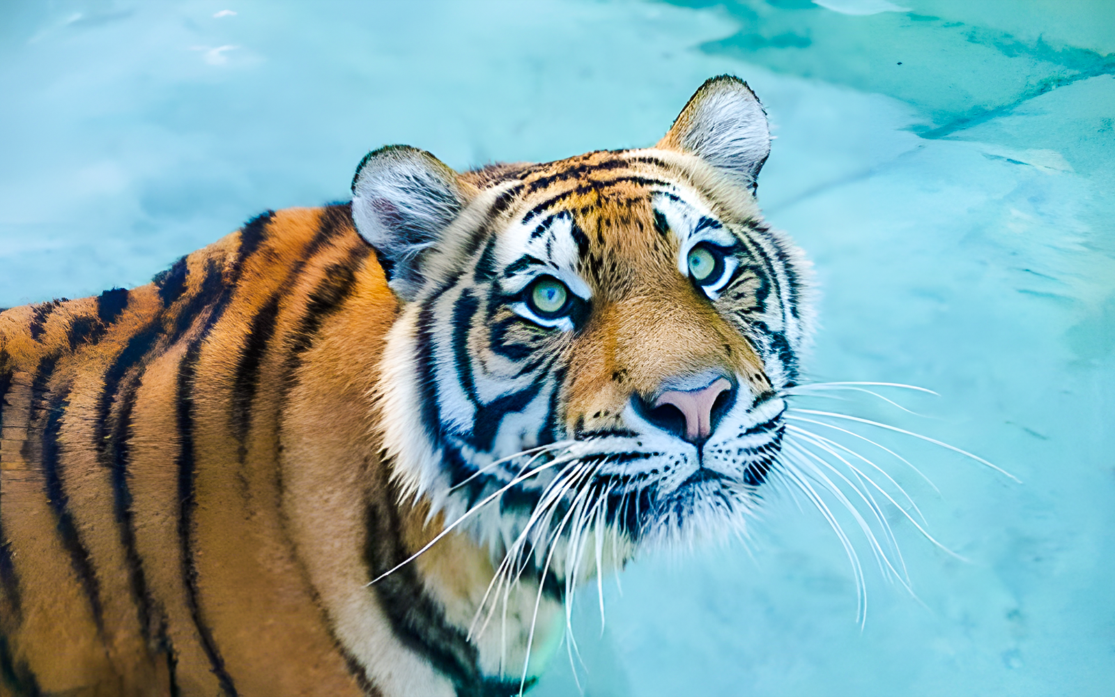 Adira the tiger lounging on Tiger Island at Dreamworld, Gold Coast.
