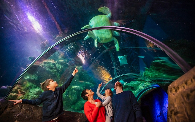 Visitors observing a sea turtle in the tunnel at SEA LIFE London.