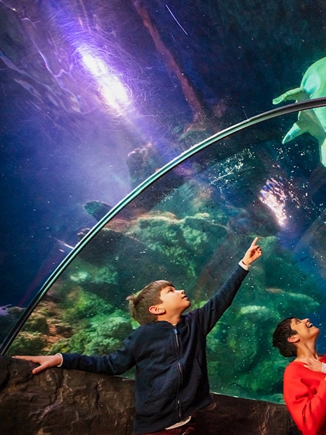 Visitors observing a sea turtle in the tunnel at SEA LIFE London.