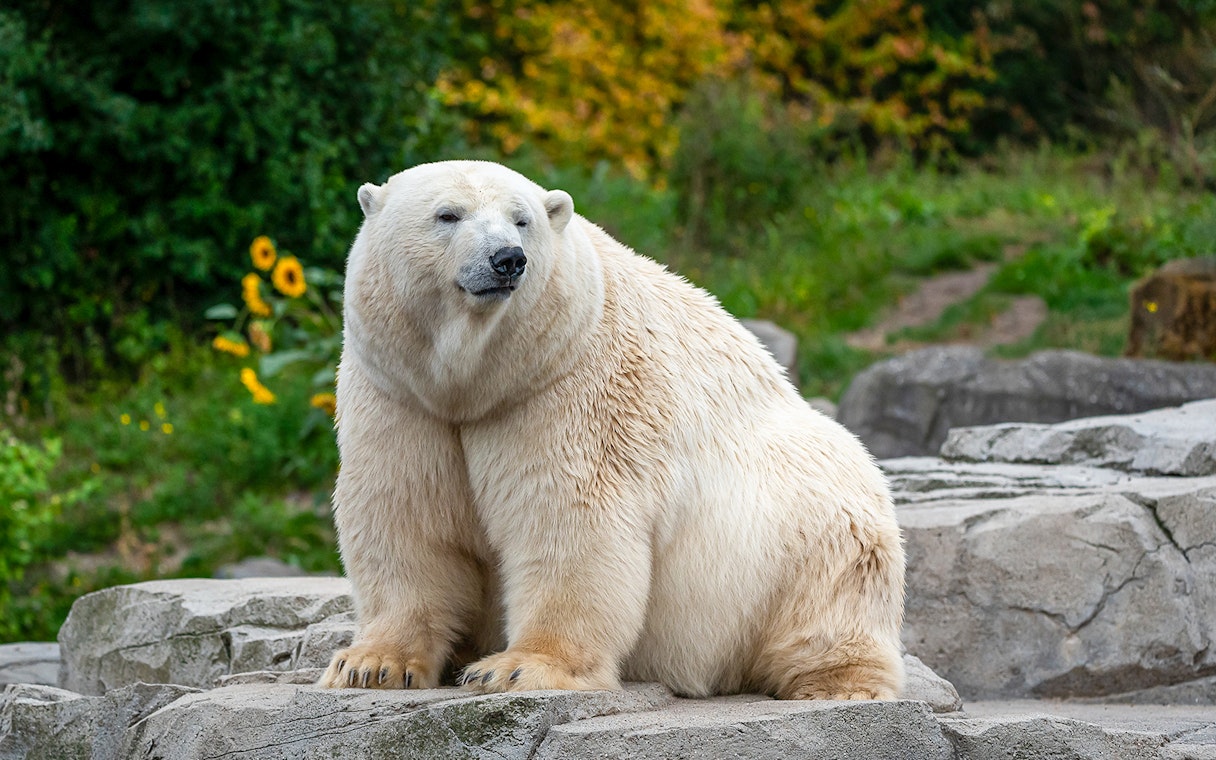 Polar bear sitting on rocks at Warsaw Zoo.