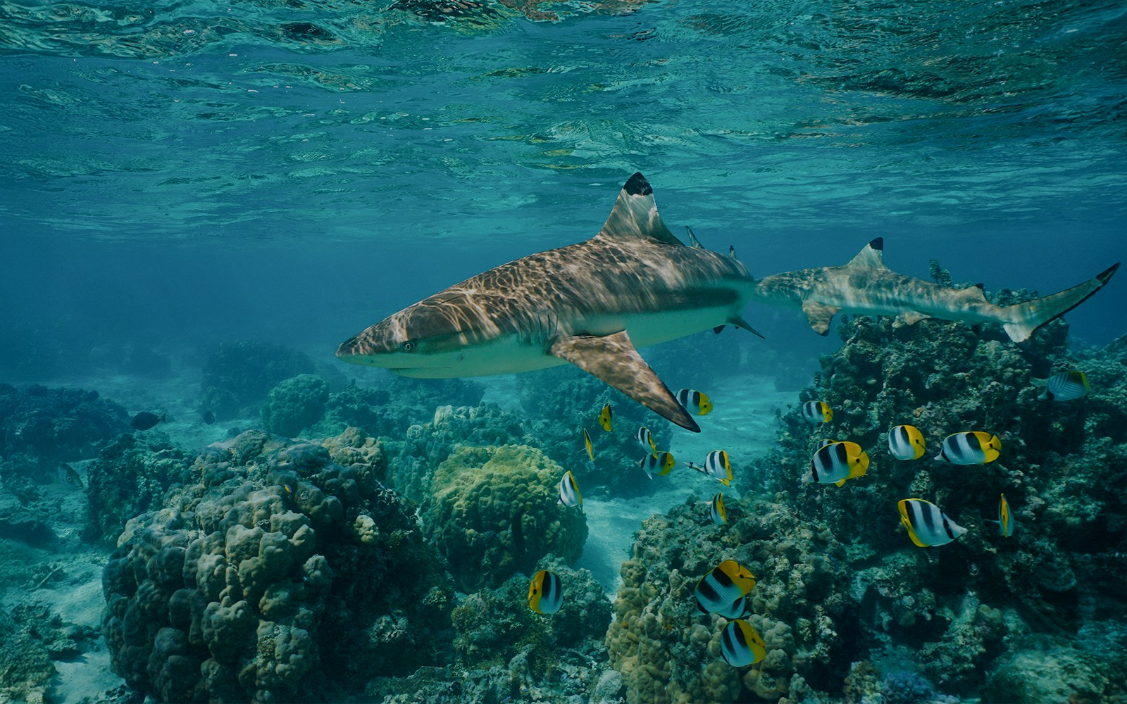 Reef Sharks