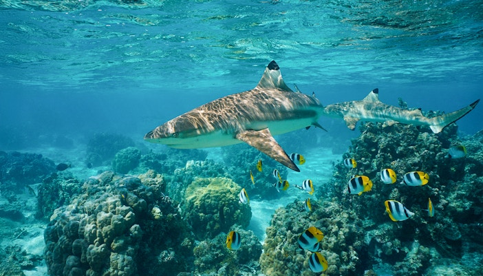 Blacktip reef shark swimming with butterflyfish over coral reef in clear ocean water.