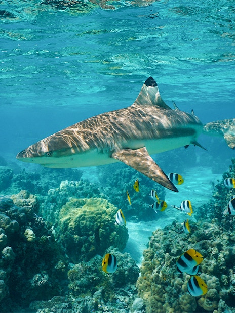 Blacktip reef shark swimming with butterflyfish over coral reef in clear ocean water.