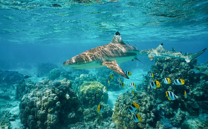 Blacktip reef shark swimming with butterflyfish over coral reef in clear ocean water.