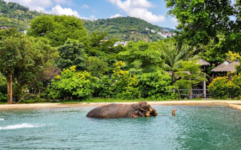 Elephant bathing in a pool with lush green hills and tropical vegetation in the background.