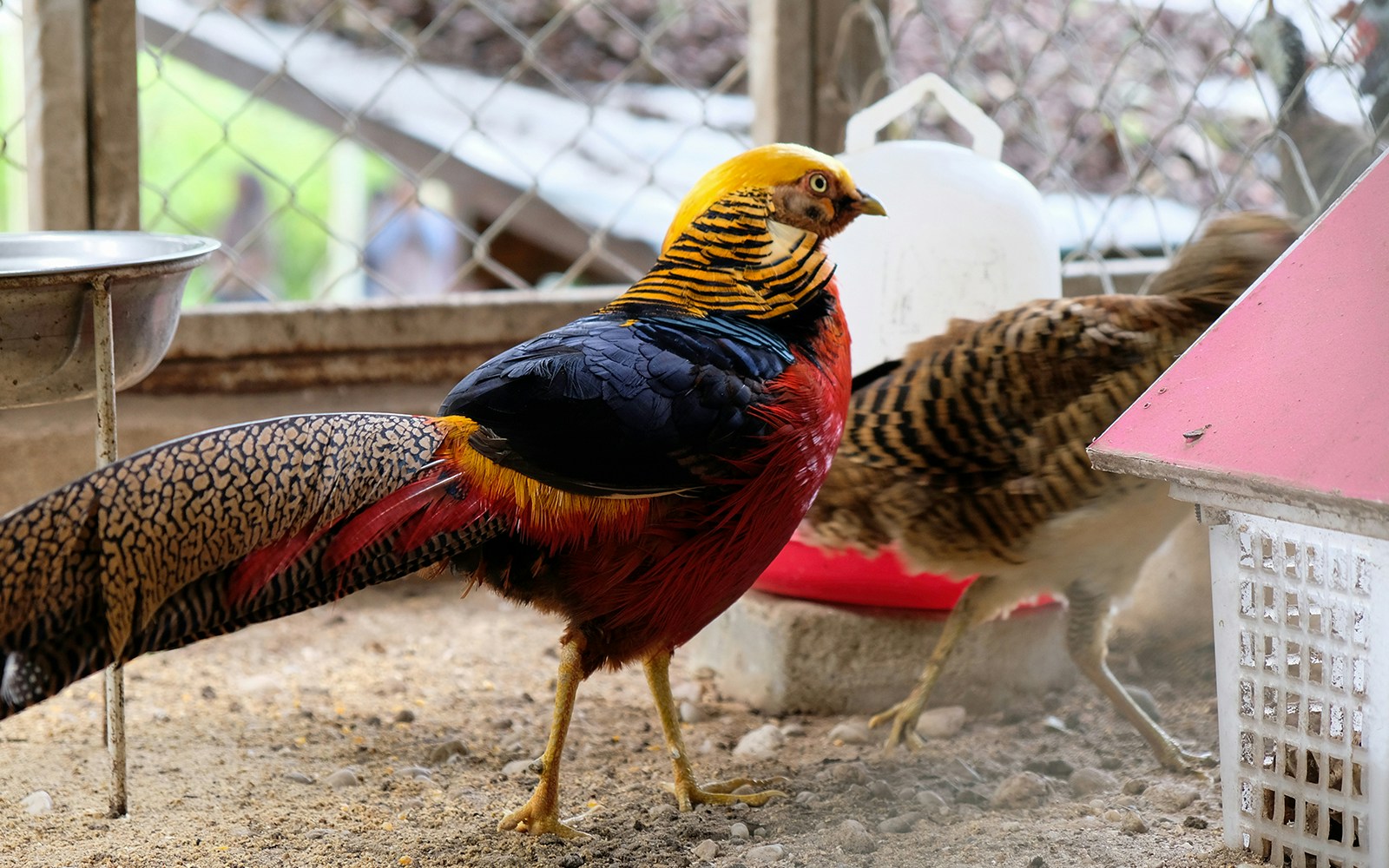 Beautiful color of golden pheasant, also known as the Chinese pheasant or rainbow pheasant.