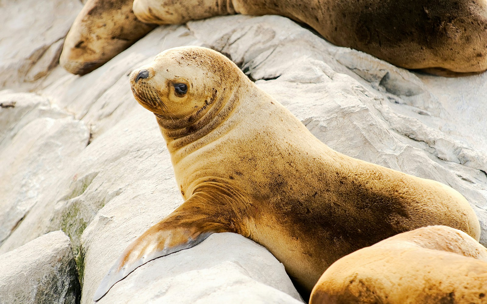 South American sea lion resting on rocks at Genoa Aquarium.