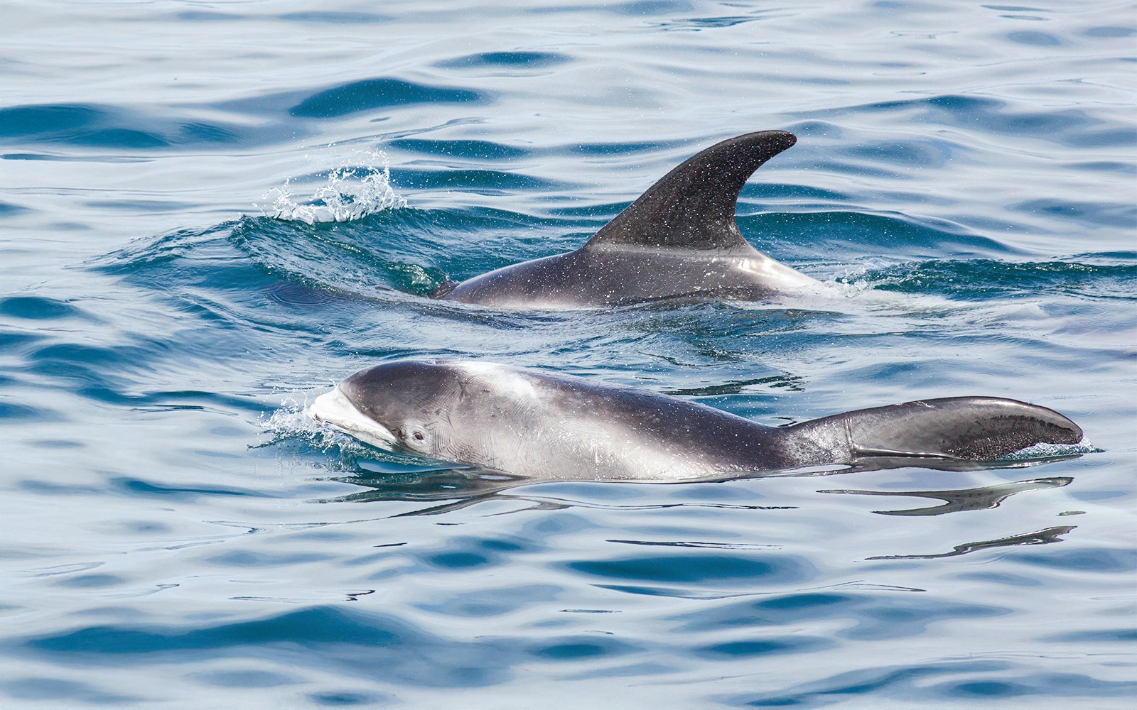 Dolphins swimming in the ocean at a whale watching spot in Iceland.