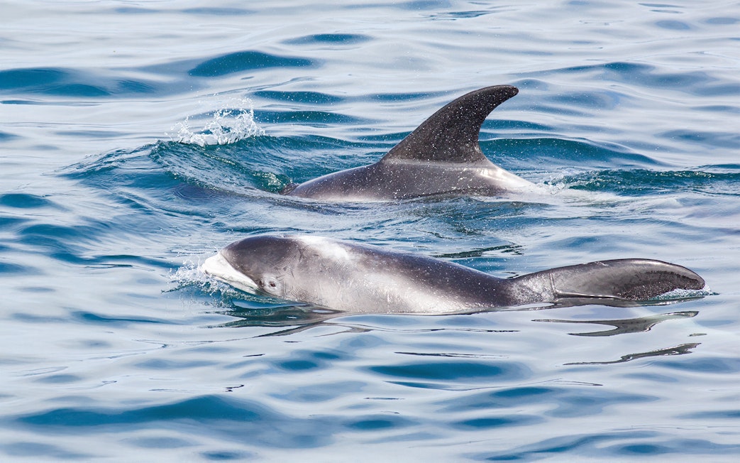 Dolphins swimming in the ocean at a whale watching spot in Iceland.