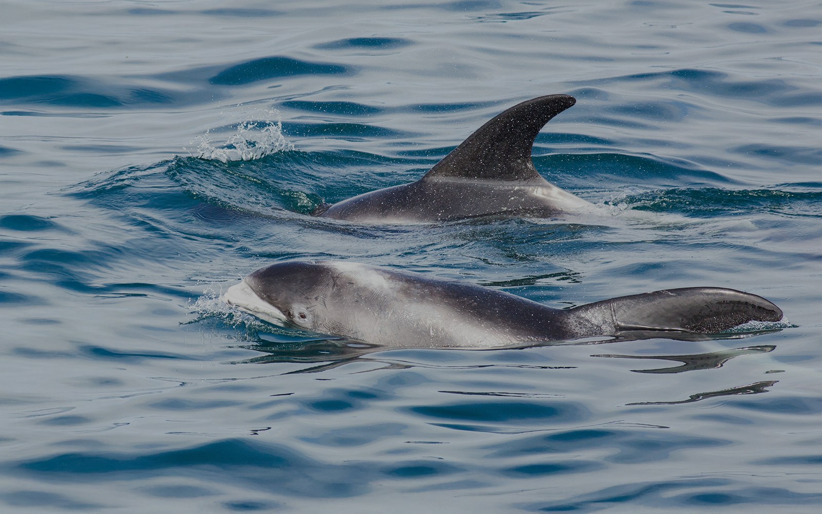 Dolphins Swimming in the ocean