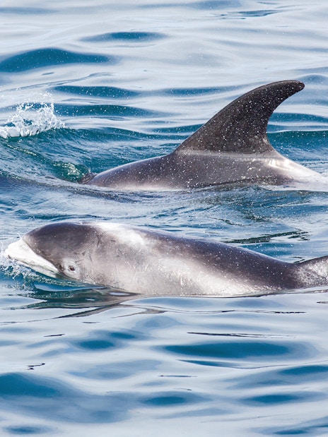 Dolphins swimming in the ocean at a whale watching spot in Iceland.