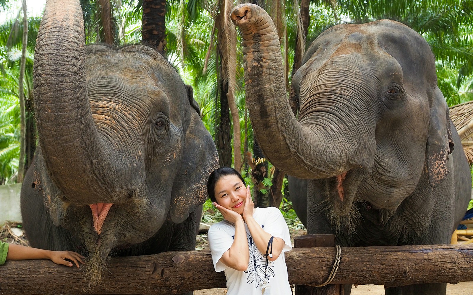 Person interacting with two elephants at Krabi Elephant Shelter, Thailand.