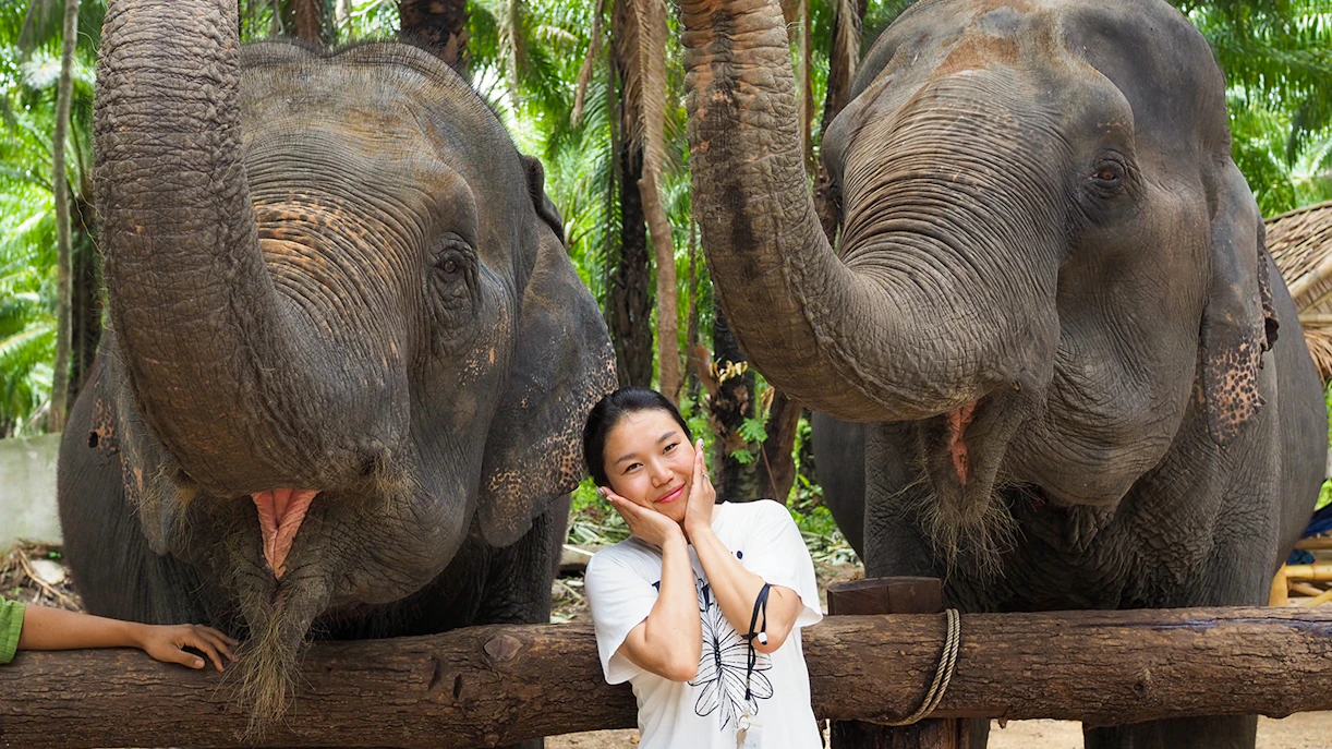 Person interacting with two elephants at Krabi Elephant Shelter, Thailand.