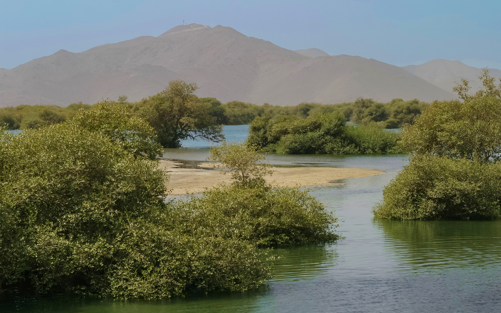 Mangroves of Khor Kalba