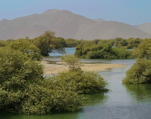 Mangroves of Khor Kalba