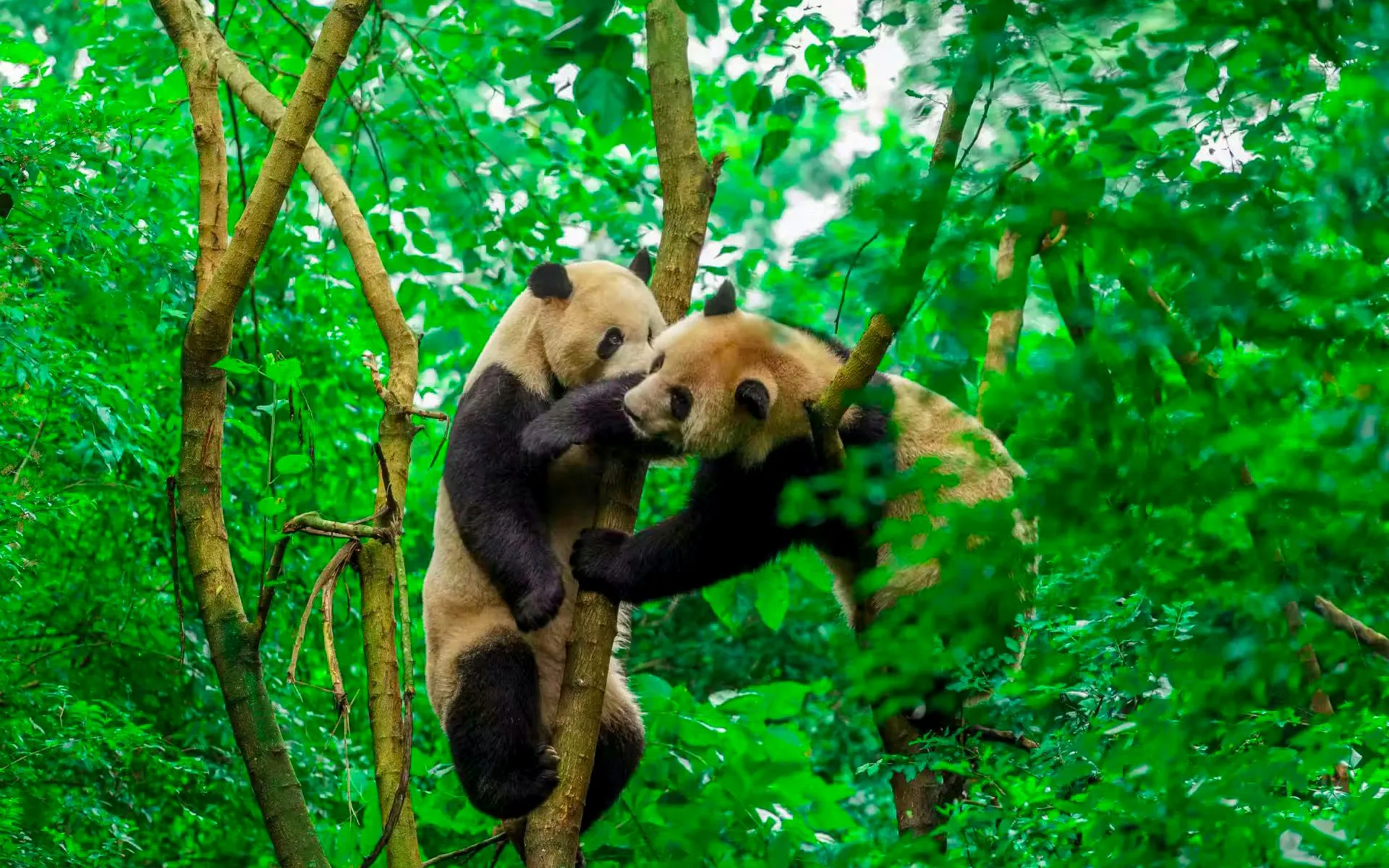 Pandas climbing tree branches at Chengdu Research Base of Giant Panda.