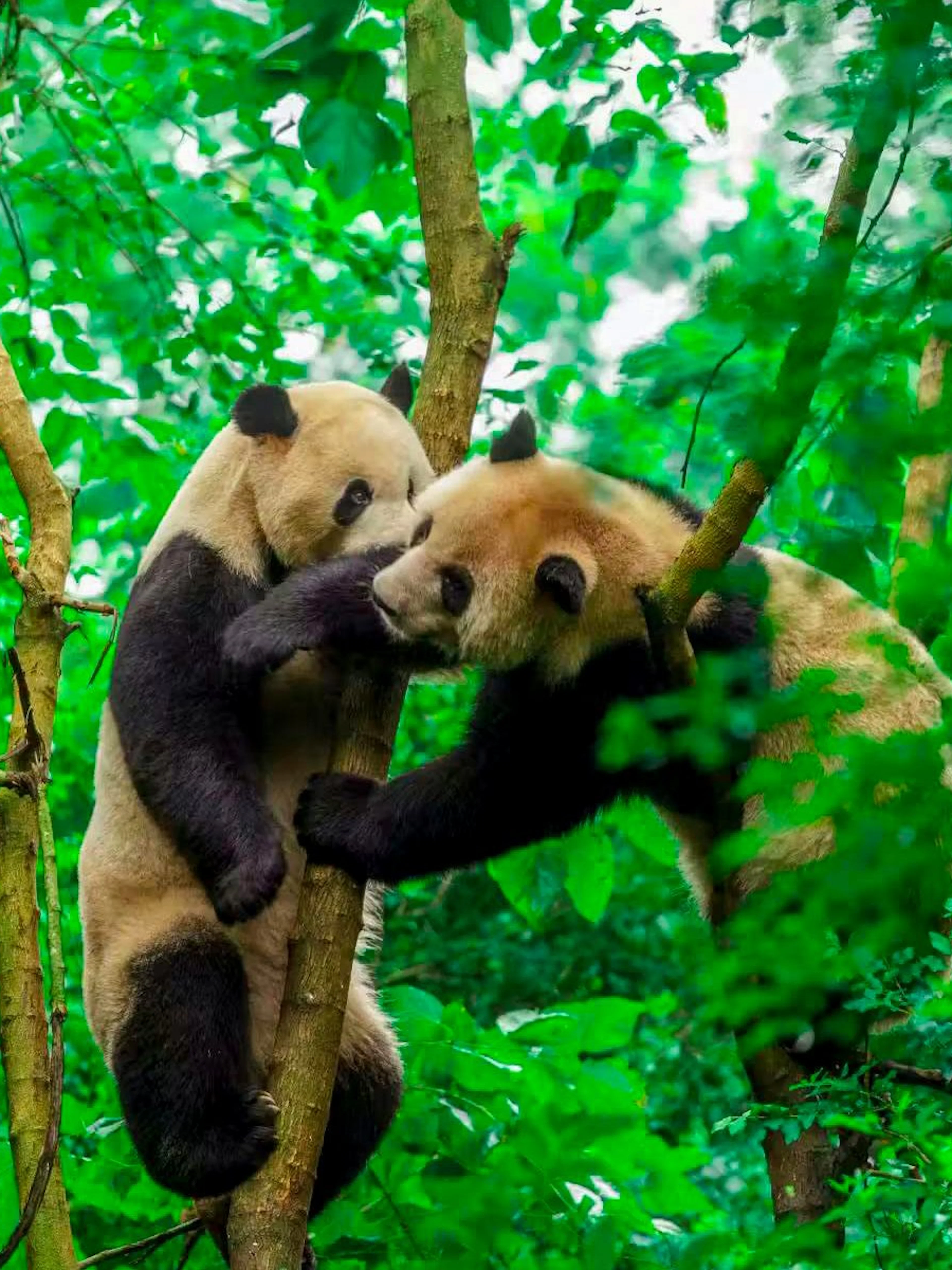 Pandas climbing tree branches at Chengdu Research Base of Giant Panda.