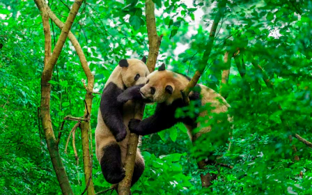 Chengdu Panda Base Join-In Group Guided Tour