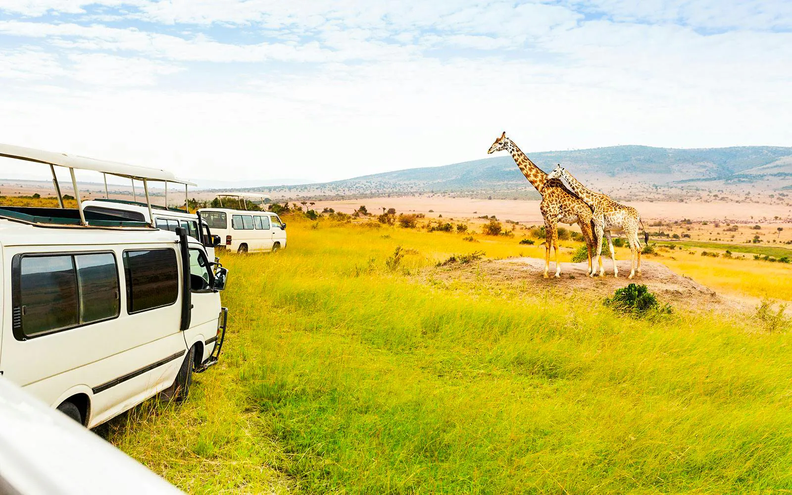 Safari por la tarde