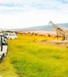 Safari por la tarde
