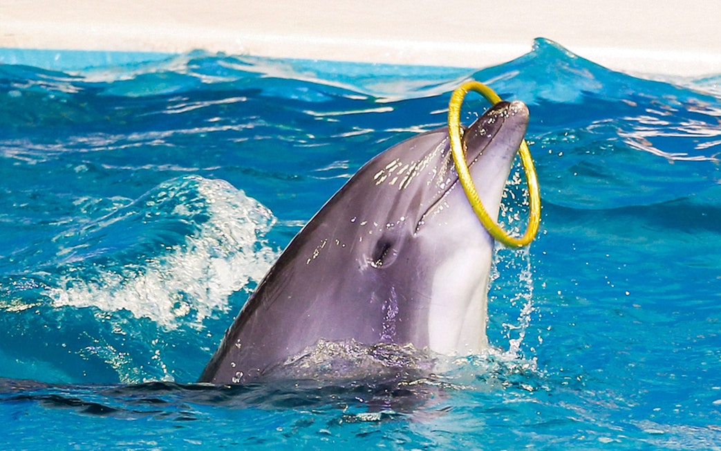 Dolphin performing with hoop at Dubai Dolphinarium show.