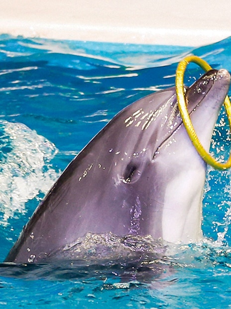 Dolphin performing with hoop at Dubai Dolphinarium show.