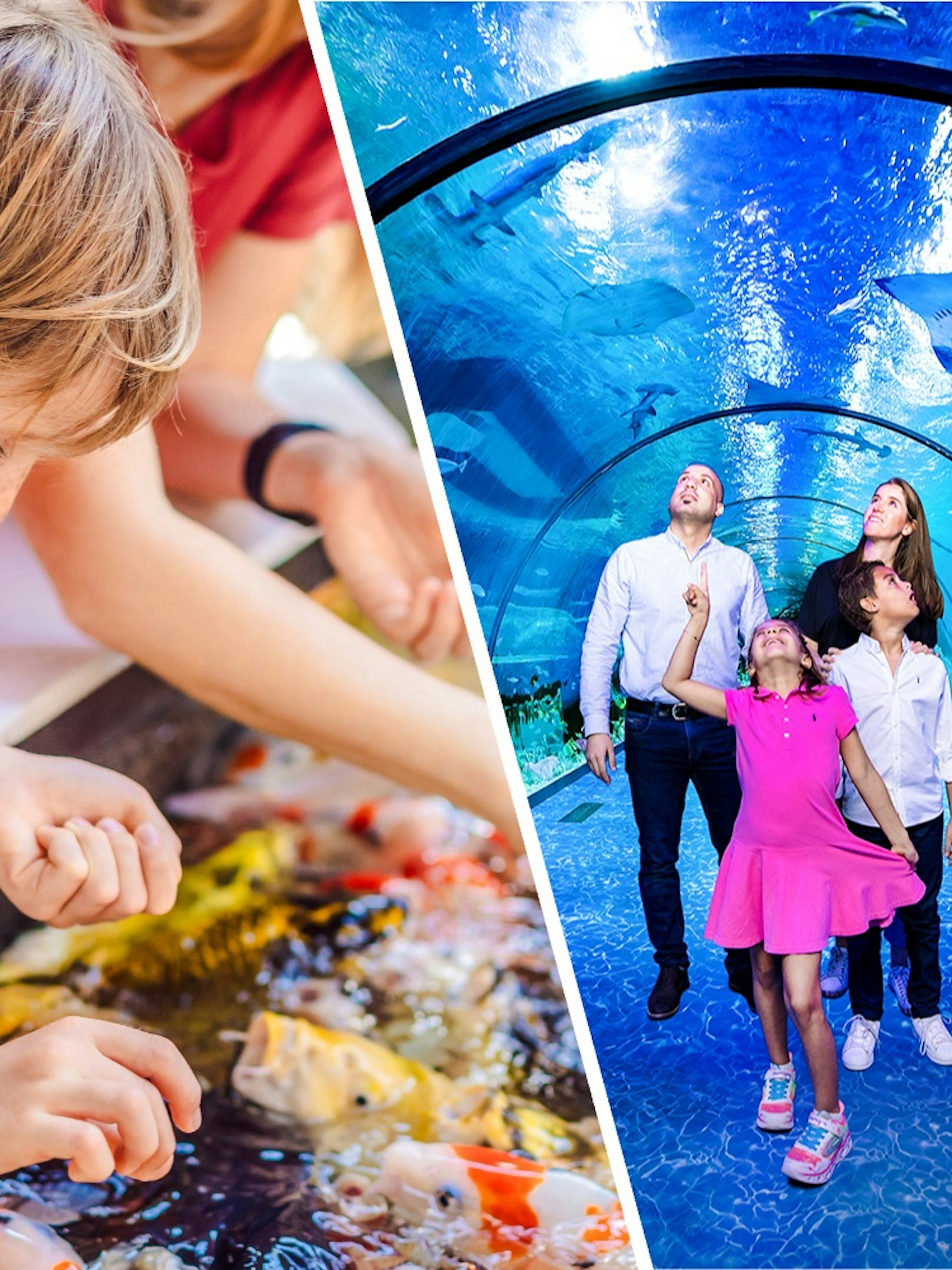 Child interacting with koi fish and family walking through an aquarium tunnel, The Butterfly Garden.