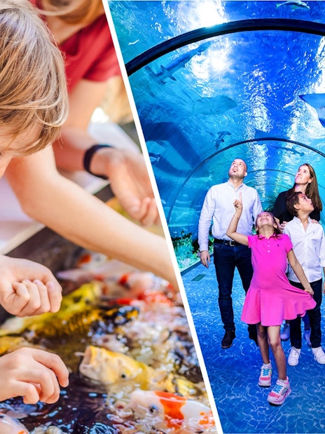 Child interacting with koi fish and family walking through an aquarium tunnel, The Butterfly Garden.