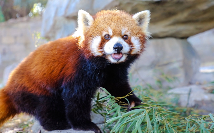 Red panda among bamboo at Shanghai Wild Animal Park.