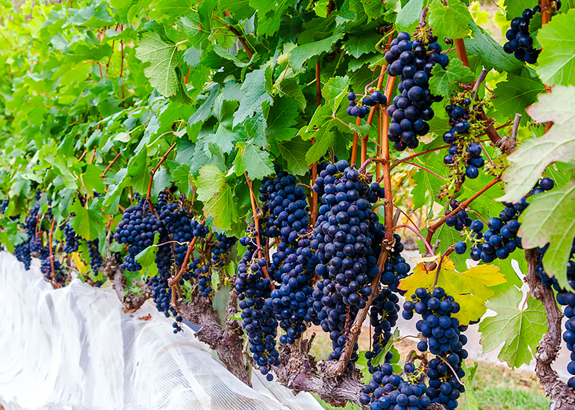 Vineyard with ripe grapes in Rio de Janeiro, part of a wine tour experience.