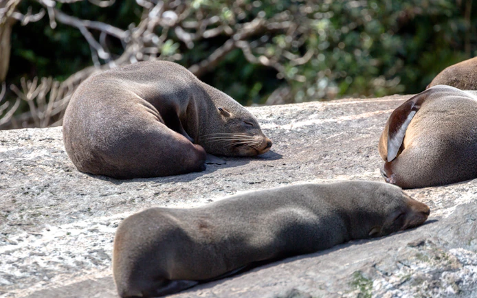 Seals resting on rocks during Milford Sound Extended Cruise in New Zealand.