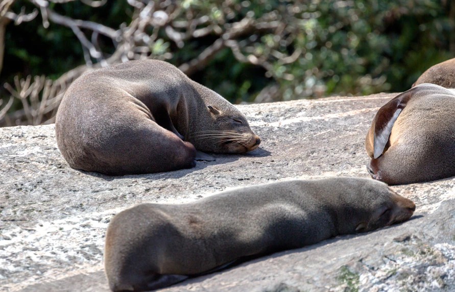 Seals resting on rocks during Milford Sound Extended Cruise in New Zealand.