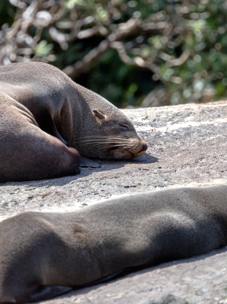 Seals resting on rocks during Milford Sound Extended Cruise in New Zealand.