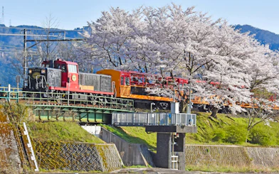 Sagano Romantic Train crossing a bridge with cherry blossoms in Kyoto, Japan.