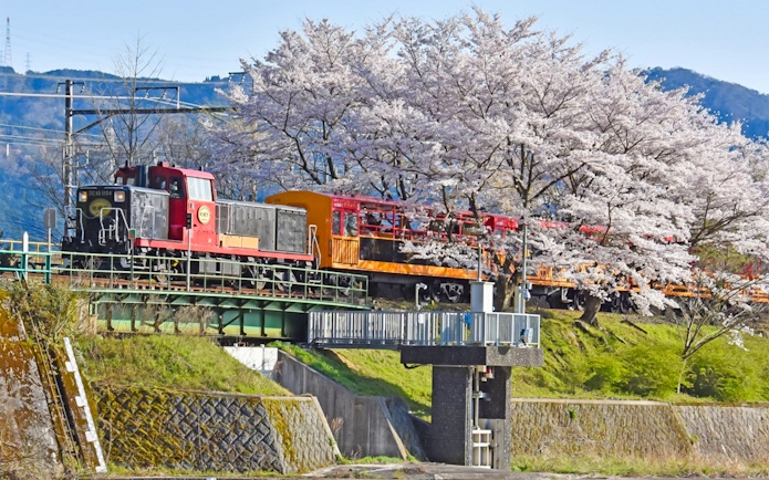 Sagano Romantic Train crossing a bridge with cherry blossoms in Kyoto, Japan.