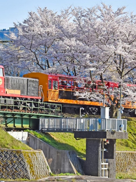 Sagano Romantic Train crossing a bridge with cherry blossoms in Kyoto, Japan.